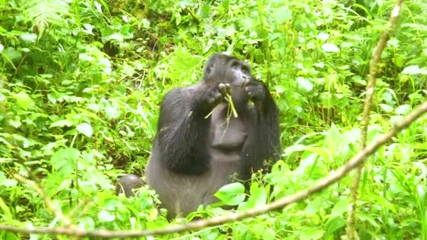 Uganda Circa 2018 Gorila Montaña Comiendo Vegetación Cámara Lenta Selva — Vídeo de stock