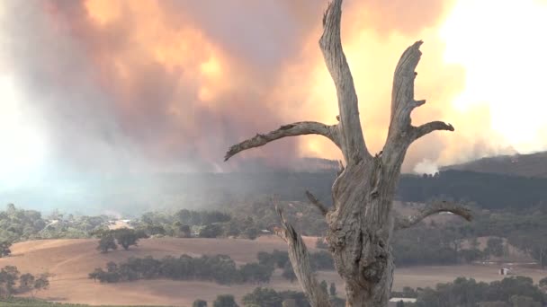 Incendio Forestal Masivo Ardiendo Interior Australia — Vídeos de Stock