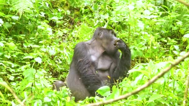 Uganda Circa 2018 Gorila Montanha Come Vegetação Câmera Lenta Floresta — Vídeo de Stock