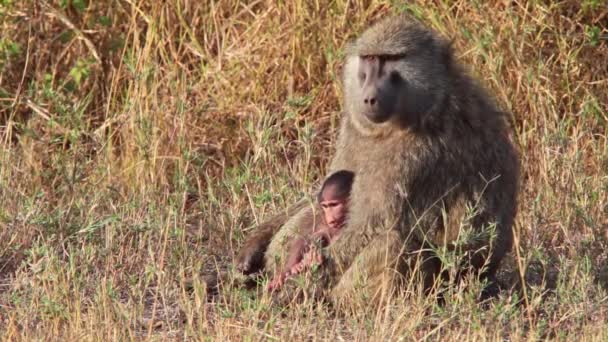 Animal Wild Nature Daytime Footage Monkeys — Stock Video