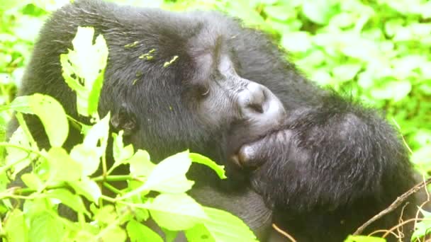 Uganda Circa 2018 Mountain Gorilla Eating Vegetation Slow Motion Virunga — Stock Video