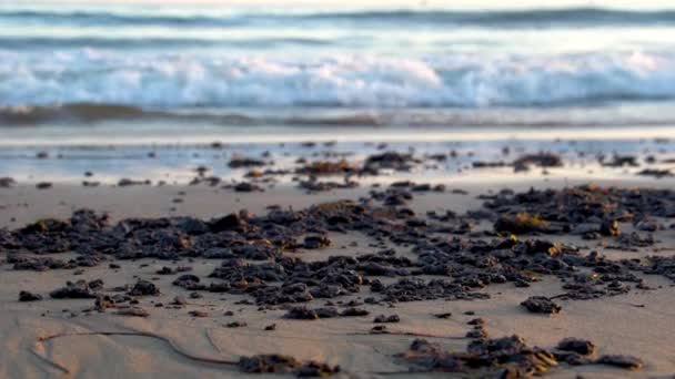 2015年 在加利福尼亚州圣巴巴拉市 Santa Barbara 发生燃油溢漏事件后 经过大规模的海滩清理工作 海滩上的焦油和石油被收集起来 — 图库视频影像