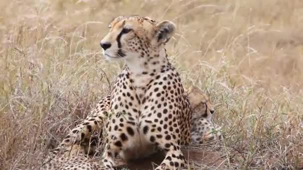 Vadállat Természetben Nappali Felvétel Gepárdról — Stock videók