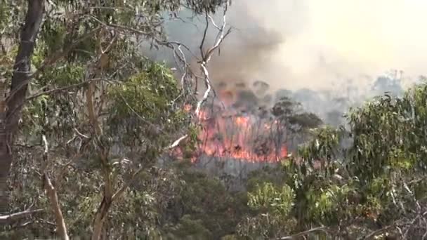 Pov Från Bil Massiv Skogsbrand Australien — Stockvideo