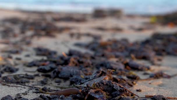 2015年 在加利福尼亚州圣巴巴拉市 Santa Barbara 发生燃油溢漏事件后 经过大规模的海滩清理工作 海滩上的焦油和石油被收集起来 — 图库视频影像