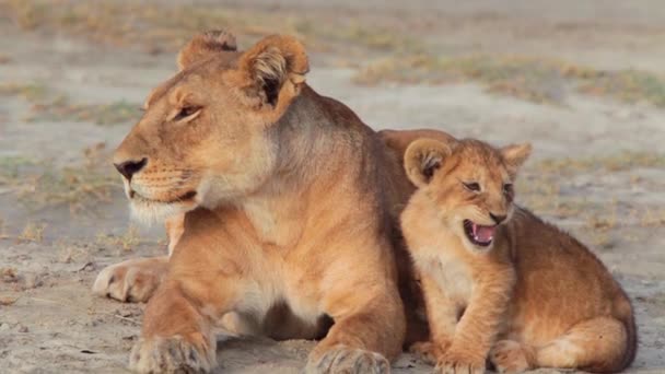 Animals Wild Nature Daytime Footage Lions — Stock Video