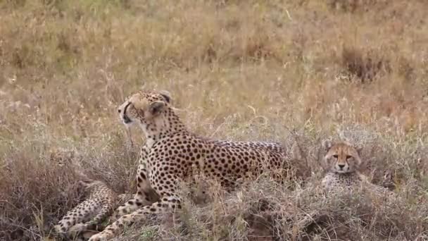 Vahşi Doğadaki Hayvanlar Leoparların Gündüz Görüntüleri — Stok video