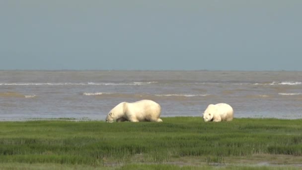 Eisbären Suchen Polarkreis Nach Eis — Stockvideo