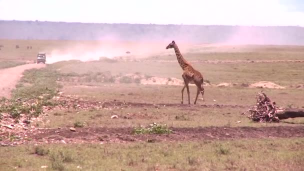 Una Jirafa Cruza Una Sabana Dorada África Con Fondo Vehículo — Vídeos de Stock