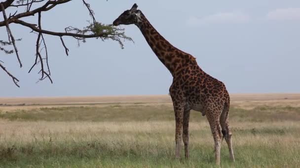 Animal Wild Nature Daytime Footage Giraffe Eating Plants — Stock Video