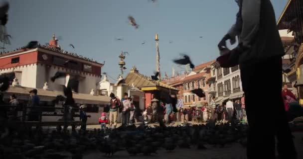 ネパールの仏教寺院の敷地内には何千もの鳩が群がっています — ストック動画