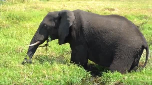 Vahşi Doğadaki Hayvanlar Fillerin Gündüz Görüntüleri — Stok video