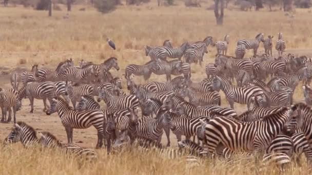 Vahşi Doğadaki Hayvanlar Zebraların Gündüz Görüntüleri — Stok video