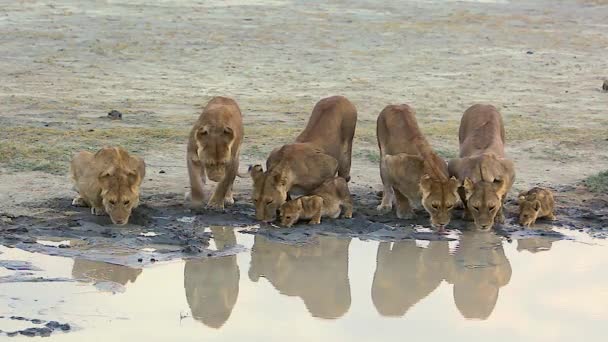 Animals Wild Nature Daytime Footage Lions — Stock Video