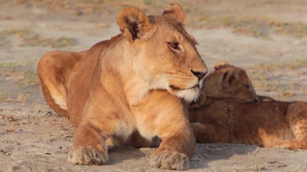 Animales Naturaleza Salvaje Imágenes Diurnas Leones — Vídeos de Stock