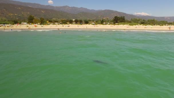 白いサメが沖で泳いでいるカリフォルニアのビーチの上空 — ストック動画