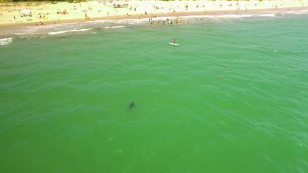 Aerial California Beach Great White Shark Swimming Offshore — Stock Video