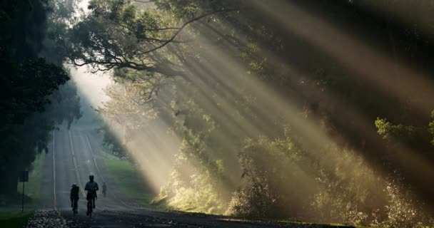 Sluneční Paprsky Krásně Svítí Dálnici Nebo Silnici Jak Kolem Projíždějí — Stock video