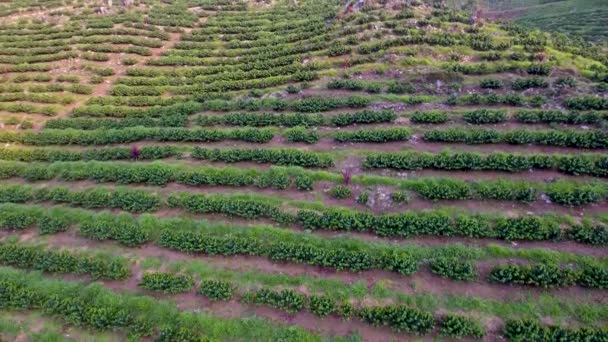 Antena Sobre Una Plantación Café Joven Las Laderas Cobán Guatemala — Vídeo de stock