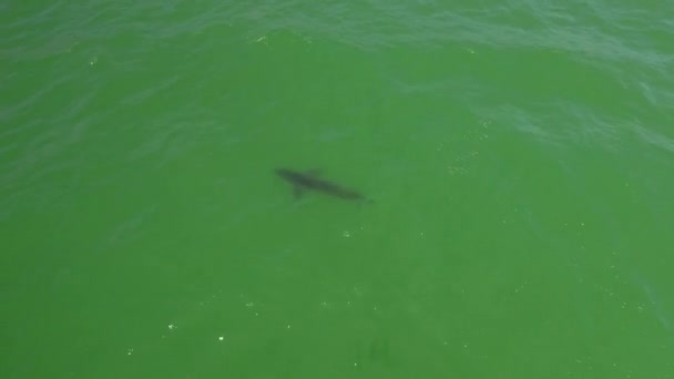 在加利福尼亚海滩上的空中 一只大白鲨在海岸外游来游去 — 图库视频影像