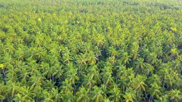 テライナ島 キリバス ミクロネシア連邦 太平洋諸島の熱帯の島の楽園にある無限のヤシやヤシの木の林 — ストック動画