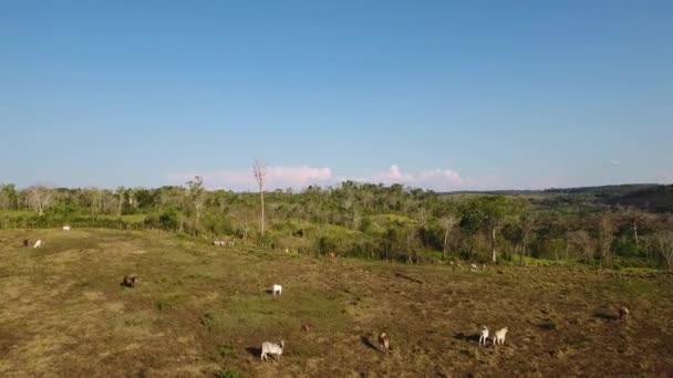 Воздух Над Гватемалой Ранчо Фермы Поля — стоковое видео