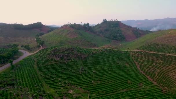 Vzduch Nad Mladou Kávovou Plantáží Svazích Coban Guatemale — Stock video