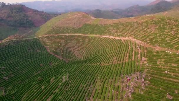 Повітряна Над Молодою Кавовою Плантацією Схилах Пагорбів Кобана Гватемалі — стокове відео