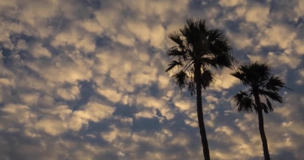 Timelapse Atrás Árvores Apalm Uma Praia Tropical Ilha Molokai Hawaii — Vídeo de Stock