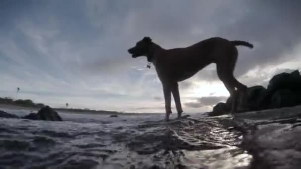 Пов Знімок Собаки Ється Припливний Басейн — стокове відео