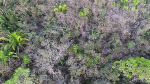 Luft Über Dschungel Landschaften Guatemalas — Stockvideo