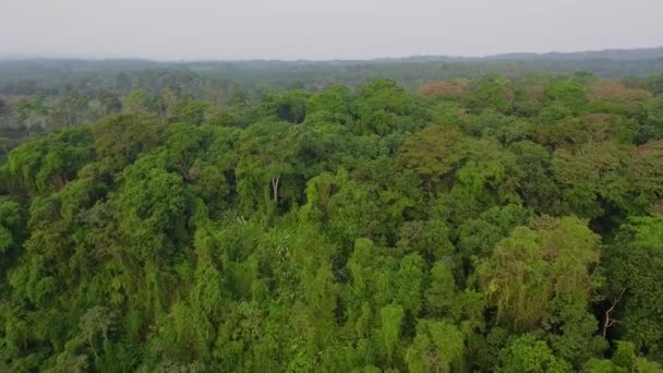 Vzduch Nad Džunglí Deštným Pralesem Guatemale — Stock video