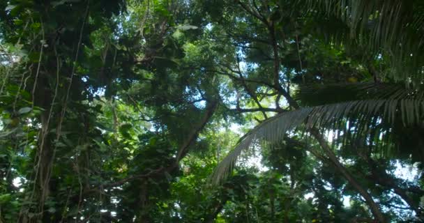 Panning Disparou Através Uma Selva Profunda Dossel Floresta Tropical — Vídeo de Stock