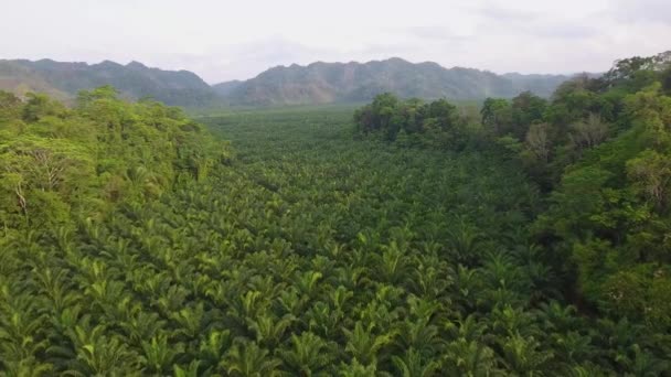 Antena Sobre Una Plantación Café Joven Las Laderas Cobán Guatemala — Vídeo de stock