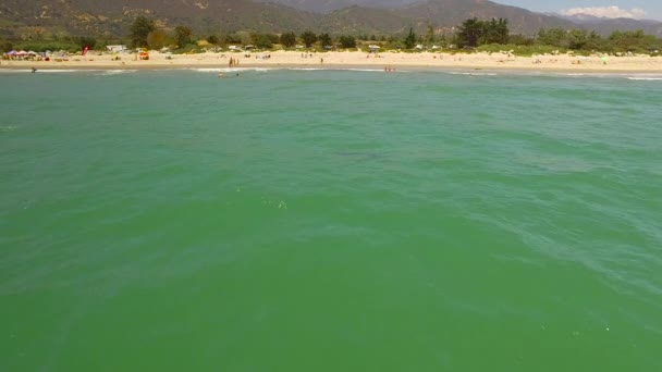 Aerial California Beach Great White Shark Swimming Offshore — Stock Video