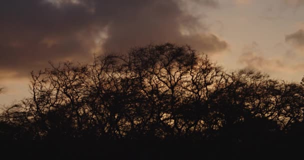Chmury Poruszają Się Typowym Drzewem — Wideo stockowe