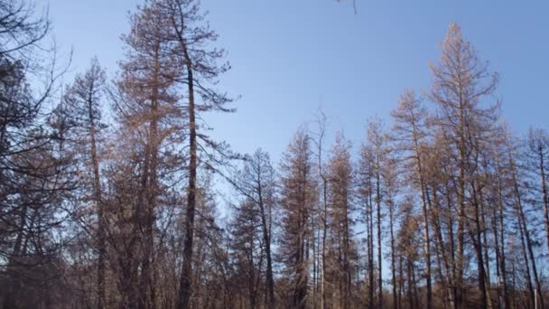 2018 Aufnahmen Der Zerstörung Des Kalifornischen Paradieses Nach Dem Lagerfeuer — Stockvideo