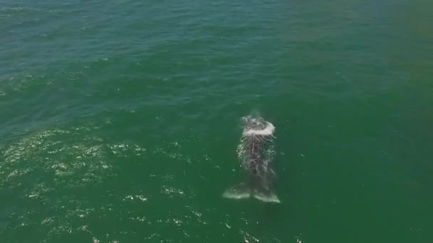 Una Antena Sobre Una Ballena Gris California Con Terneros Migrando — Vídeos de Stock