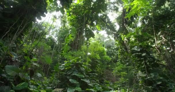 深いジャングルや熱帯雨林の天蓋の間で撮影パンニング — ストック動画