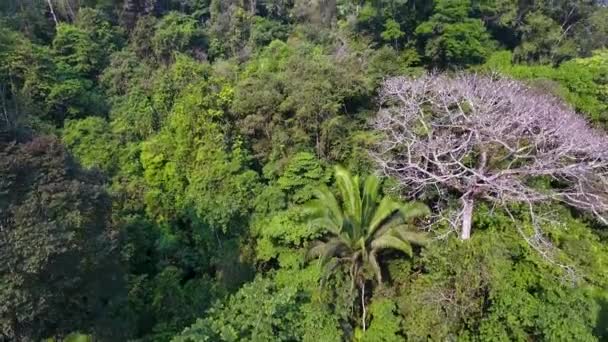 Luftaufnahme Der Kalksteinhügel Der Nähe Von Candeleria Guatemala — Stockvideo