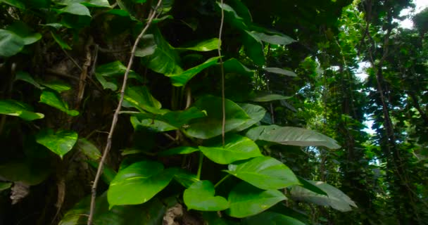Panning Tiro Através Uma Selva Profunda Floresta Tropical — Vídeo de Stock