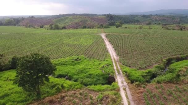 Antenn Över Djungel Landskap Guatemala — Stockvideo