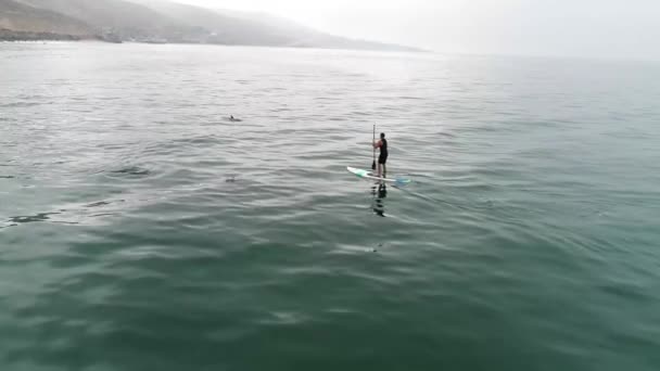 Avión Sobre Delfines Nadando Con Paddleboarder Océano Cerca Malibú California — Vídeos de Stock