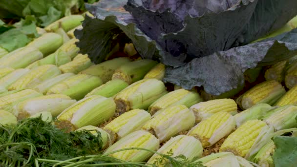 Corn Cob Laid Out Guatemalan Street Market Stall — Stock Video