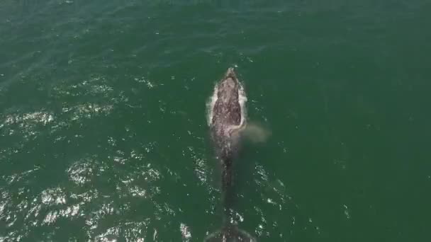 Una Antena Sobre Una Ballena Gris California Migrando — Vídeos de Stock