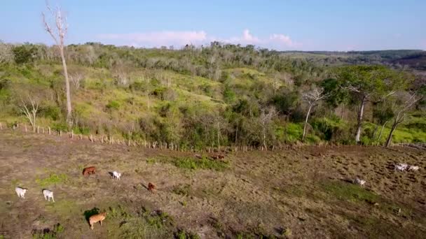 Flygplan Över Guatemala Rancher Gårdar Och Fält — Stockvideo