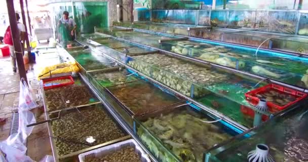 Peces Exóticos Ofrecen Venta Tanques Una Tienda Mascotas Hong Kong — Vídeo de stock