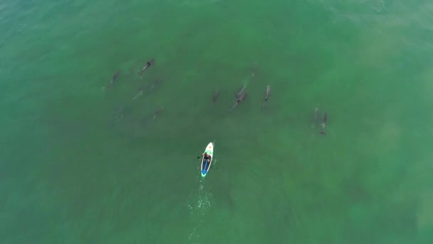 Aereo Sopra Delfini Che Nuotano Con Paddleboarder Nell Oceano Vicino — Video Stock