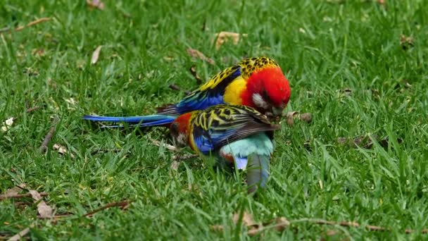 Dois Papagaios Rosella Oriental Forragem Grama Austrália — Vídeo de Stock