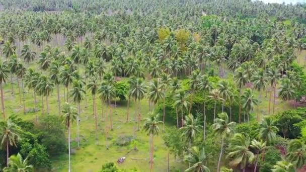 2019 Год Благоустройство Острова Вануату Меланхолии Тихоокеанских Островов Пальмового Леса — стоковое видео
